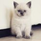 Чистокровные Британские котята от заводчика блю-поинт окрас! объявление Продам уменьшенное изображение 5