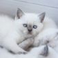Чистокровные Британские котята от заводчика блю-поинт окрас! объявление Продам уменьшенное изображение 2