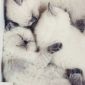 Чистокровные Британские котята от заводчика блю-поинт окрас! объявление Продам уменьшенное изображение 4