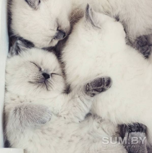 Чистокровные Британские котята от заводчика блю-поинт окрас! объявление Продам уменьшенное изображение 