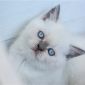 Чистокровные Британские котята от заводчика блю-поинт окрас! объявление Продам уменьшенное изображение 1
