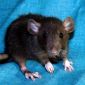 Продам крысят порода дамбо возраст 2 недели ! объявление Продам уменьшенное изображение 1