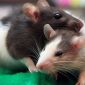 Продам крысят порода дамбо возраст 2 недели ! объявление Продам уменьшенное изображение 2