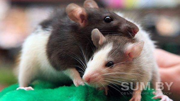 Продам крысят порода дамбо возраст 2 недели ! объявление Продам уменьшенное изображение 