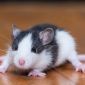 Продам крысят порода дамбо возраст 2 недели ! объявление Продам уменьшенное изображение 3