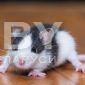 Продам крысят порода дамбо возраст 2 недели ! объявление Продам уменьшенное изображение 