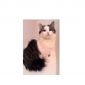 Ласковая кошка в дар объявление Продам уменьшенное изображение 1
