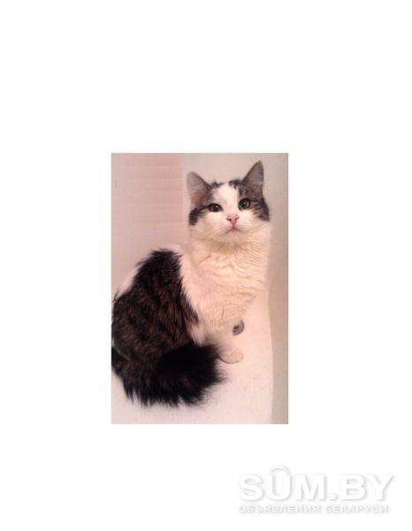 Ласковая кошка в дар объявление Продам уменьшенное изображение 