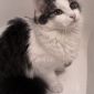 Ласковая кошка в дар объявление Продам уменьшенное изображение 5