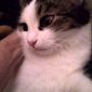 Ласковая кошка в дар объявление Продам уменьшенное изображение 4