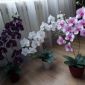 Орхидея из фоамирана объявление Продам уменьшенное изображение 1