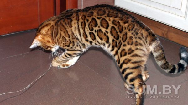 Бенгальский котенок кот и вязка объявление Продам уменьшенное изображение 