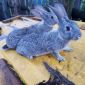 Продам недорого прывитых кроликов породы шиншилла объявление Продам уменьшенное изображение 1