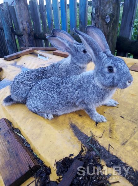 Продам недорого прывитых кроликов породы шиншилла объявление Продам уменьшенное изображение 