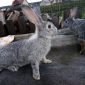 Продам недорого прывитых кроликов породы шиншилла объявление Продам уменьшенное изображение 2