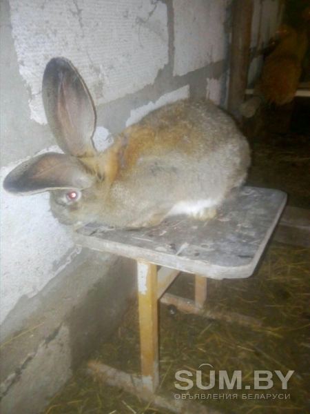 Кролики объявление Продам уменьшенное изображение 