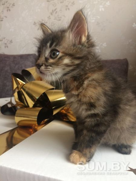 Котята в дар объявление Отдам даром уменьшенное изображение 