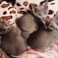 Русские голубые котята объявление Продам уменьшенное изображение 3
