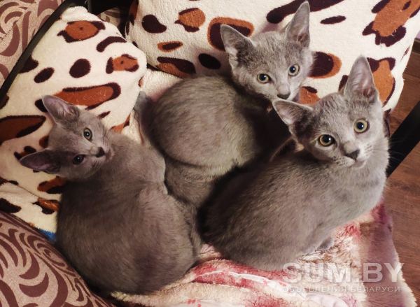 Русские голубые котята объявление Продам уменьшенное изображение 