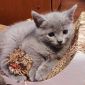 Русские голубые котята объявление Продам уменьшенное изображение 2
