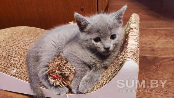 Русские голубые котята объявление Продам уменьшенное изображение 