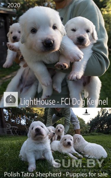 Предлагаем уникальных белоснежных щенков Польской Подгалянской (Татранской) овчарки объявление Продам уменьшенное изображение 