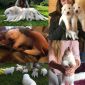 Предлагаем уникальных белоснежных щенков Польской Подгалянской (Татранской) овчарки объявление Продам уменьшенное изображение 3