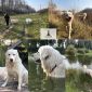 Предлагаем уникальных белоснежных щенков Польской Подгалянской (Татранской) овчарки объявление Продам уменьшенное изображение 5