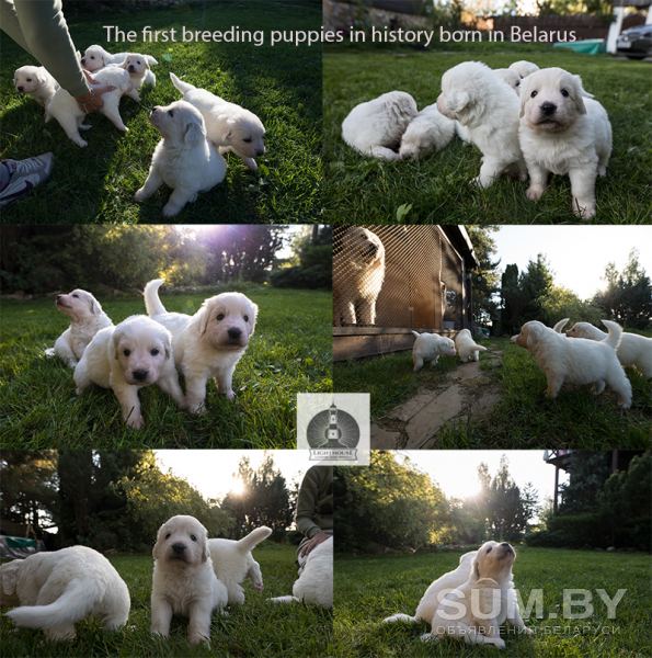 Предлагаем уникальных белоснежных щенков Польской Подгалянской (Татранской) овчарки объявление Продам уменьшенное изображение 