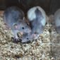 Крысята стандарт и дамбо объявление Продам уменьшенное изображение 1
