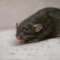 Крысята стандарт и дамбо объявление Продам уменьшенное изображение 2
