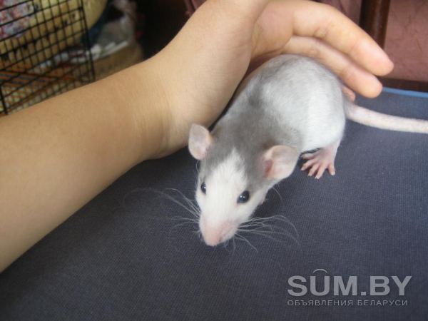 Крысята стандарт и дамбо объявление Продам уменьшенное изображение 