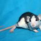 Крысята стандарт и дамбо объявление Продам уменьшенное изображение 6