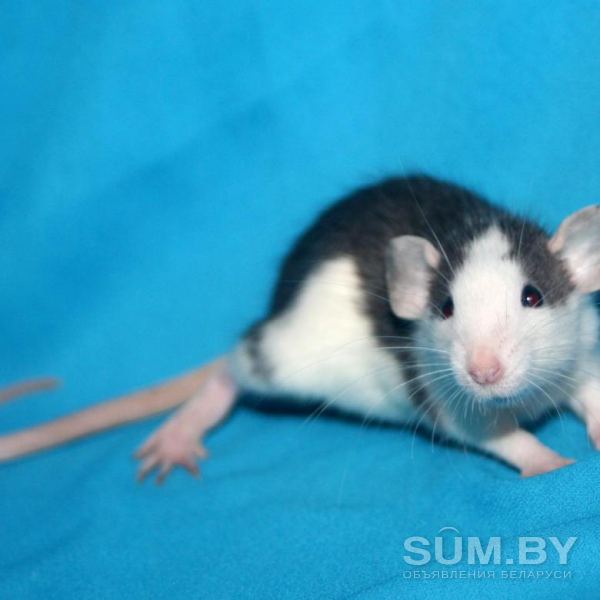 Крысята стандарт и дамбо объявление Продам уменьшенное изображение 