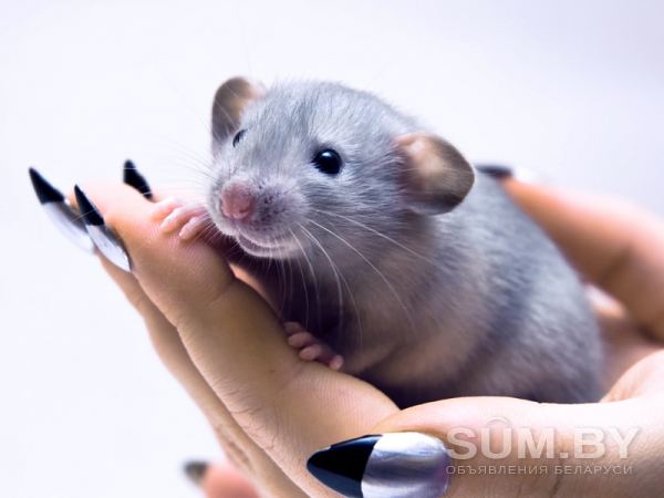 Крысята дамбо и обычные объявление Продам уменьшенное изображение 