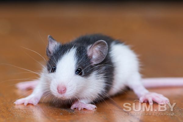Крысята дамбо и обычные объявление Продам уменьшенное изображение 
