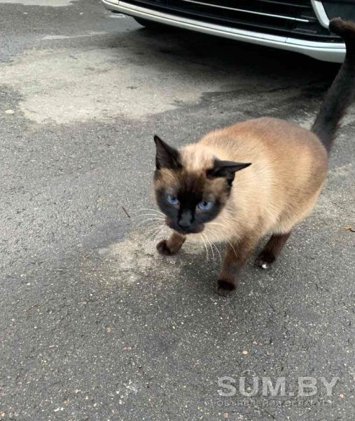 Сиамский кот ищет старых или новых хозяев объявление Отдам даром уменьшенное изображение 