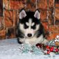 Чистокровные щенки Сибирской хаски с родословной объявление Продам уменьшенное изображение 1