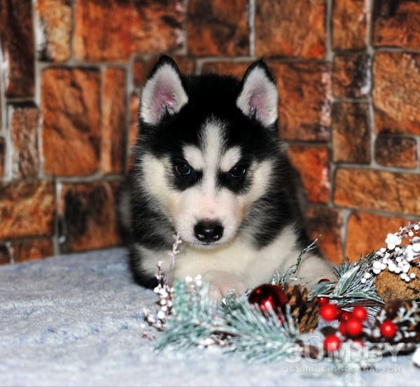 Чистокровные щенки Сибирской хаски с родословной объявление Продам уменьшенное изображение 