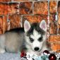 Чистокровные щенки Сибирской хаски с родословной объявление Продам уменьшенное изображение 2