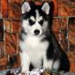 Чистокровные щенки Сибирской хаски с родословной объявление Продам уменьшенное изображение 4