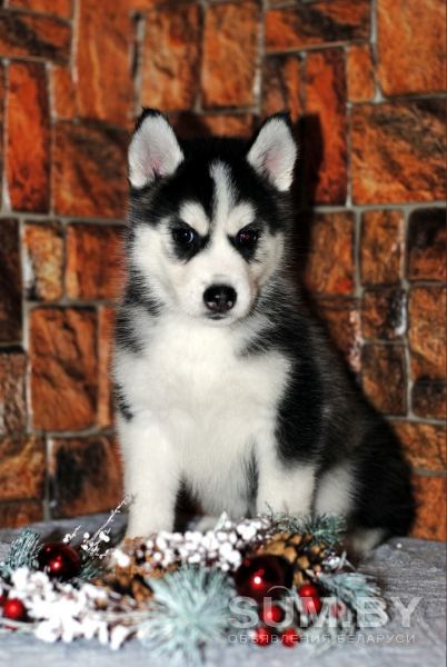 Чистокровные щенки Сибирской хаски с родословной объявление Продам уменьшенное изображение 