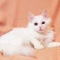 Ангорский котенок в дар! объявление Отдам даром уменьшенное изображение 4