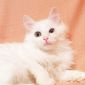 Ангорский котенок в дар! объявление Отдам даром уменьшенное изображение 5