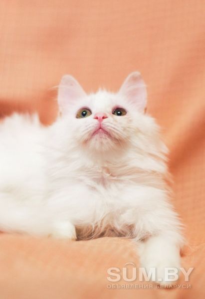 Ангорский котенок в дар! объявление Отдам даром уменьшенное изображение 