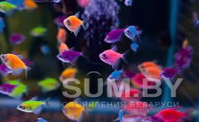 Рыбки аквариумные тернеции глофиш объявление Продам уменьшенное изображение 