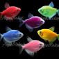 Рыбки аквариумные тернеции глофиш объявление Продам уменьшенное изображение 2
