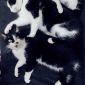 Коты и кошечка в хорошие руки объявление Отдам даром уменьшенное изображение 1