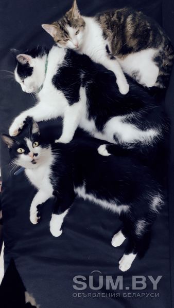 Коты и кошечка в хорошие руки объявление Отдам даром уменьшенное изображение 