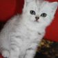 Шотландский котенок объявление Продам уменьшенное изображение 2